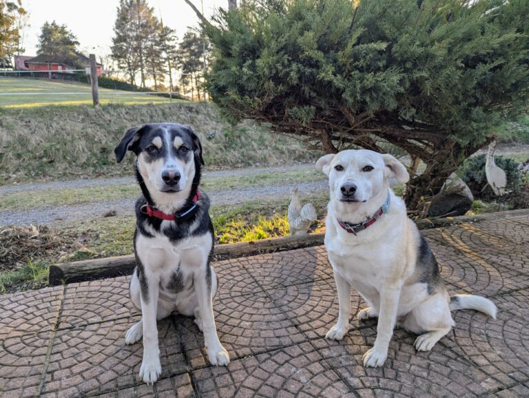 Tierschutz Hunde Rumänien Luna Layla Mühlenhof Brandenburg