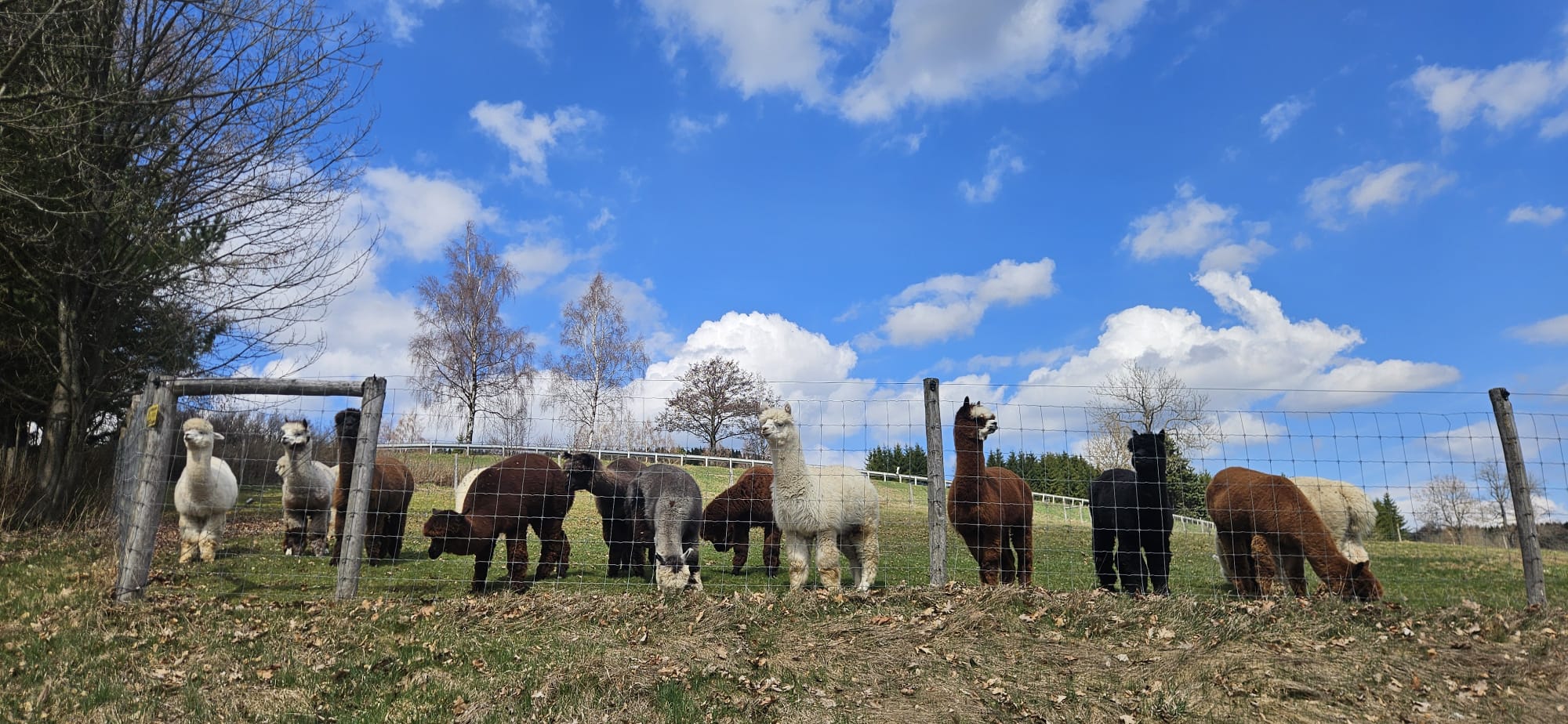 Gruppe von Alpakas auf der Weide – zukünftige Herde vom Mühlenhof