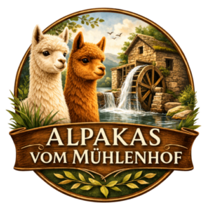 Alpakas auf Wiese Brandenburg ruhige Begegnung mit Tieren