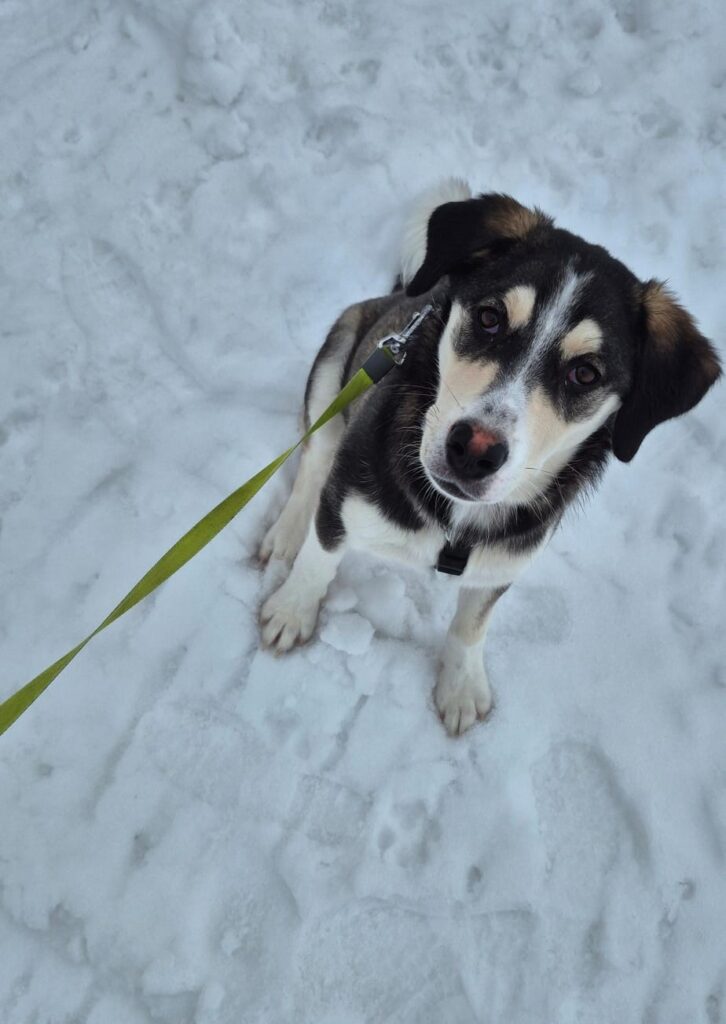 Tierschutz Hunde Rumänien Luna Layla Mühlenhof Brandenburg